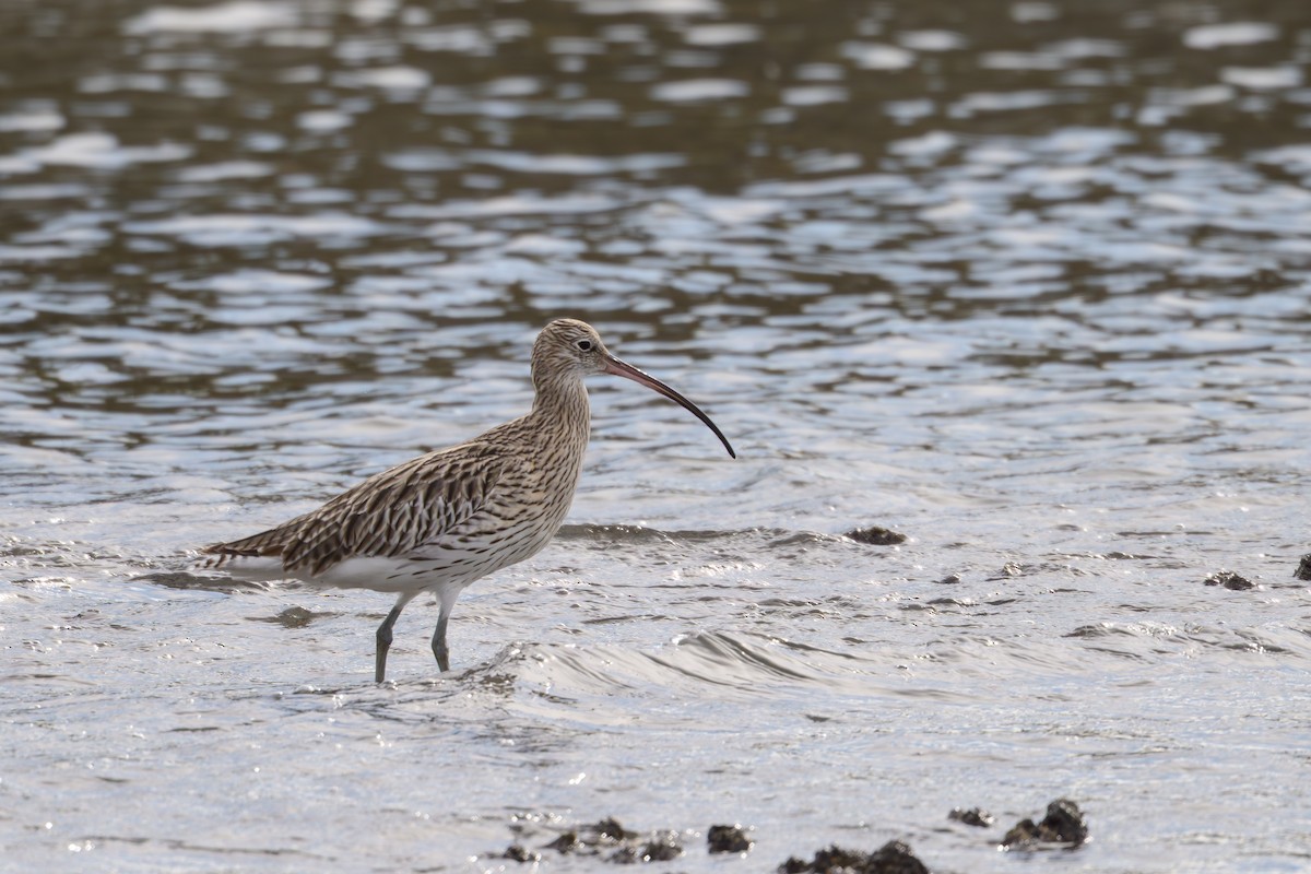 Кульон великий - ML644611870