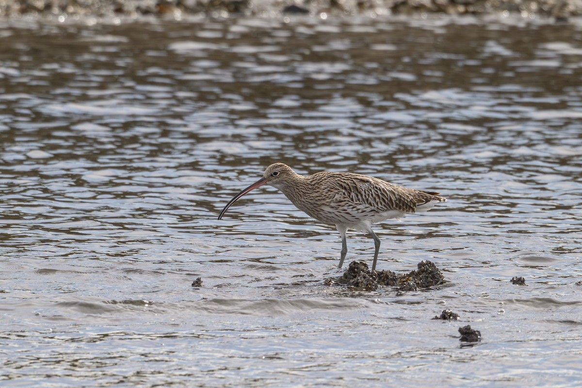 Eurasian Curlew - ML644611871