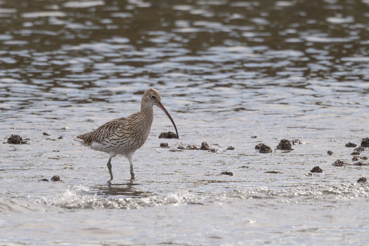 Eurasian Curlew - ML644611872