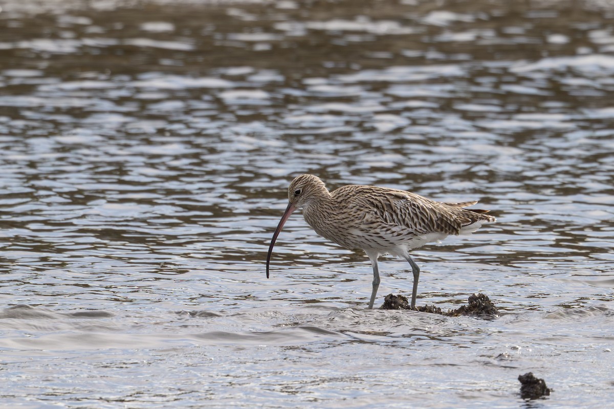 Eurasian Curlew - ML644611873