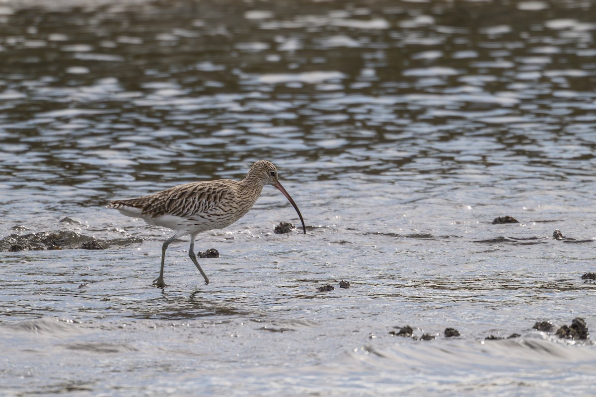 Eurasian Curlew - ML644611874