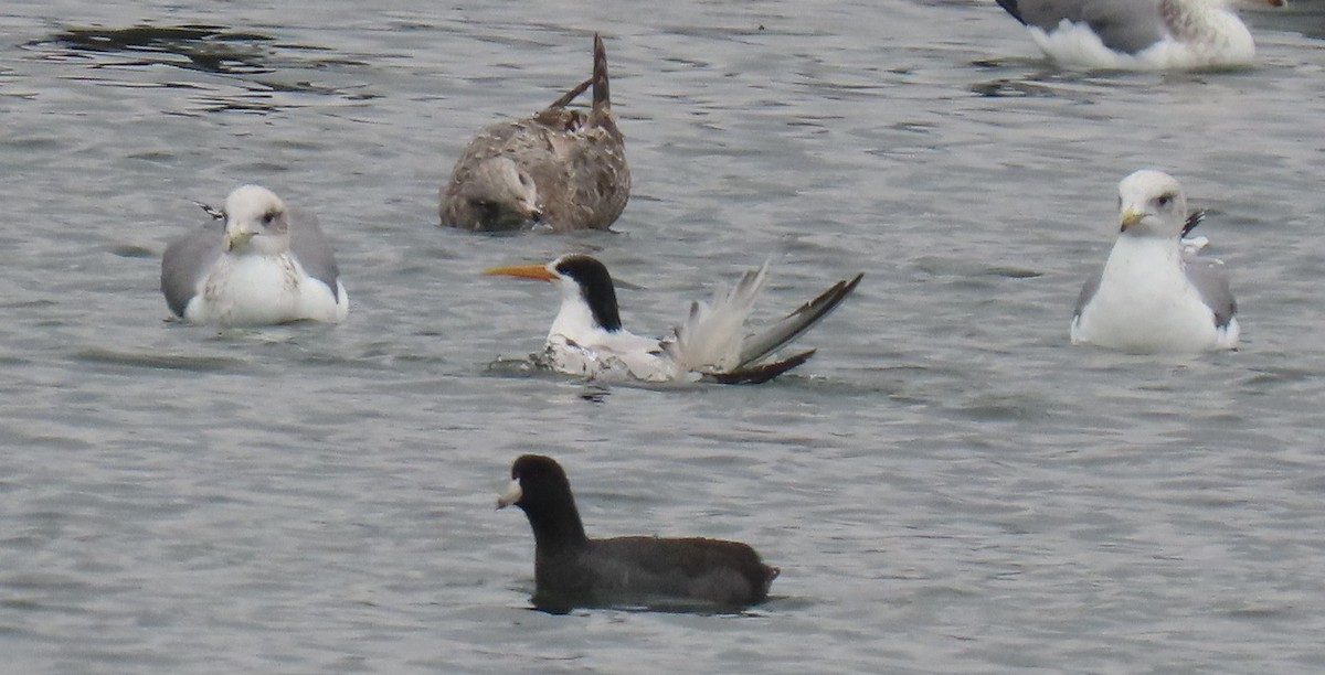 Крячок елегантний - ML644611875