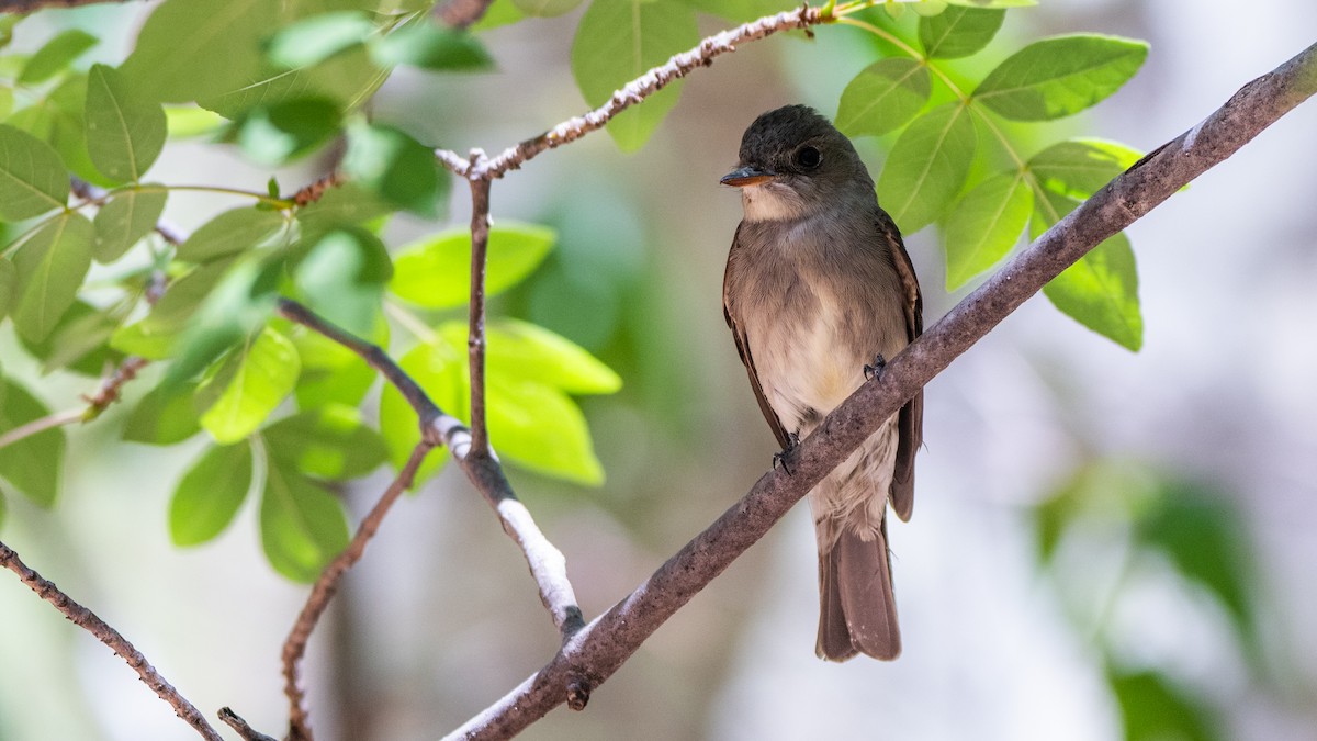 Піві бурий - ML644611877