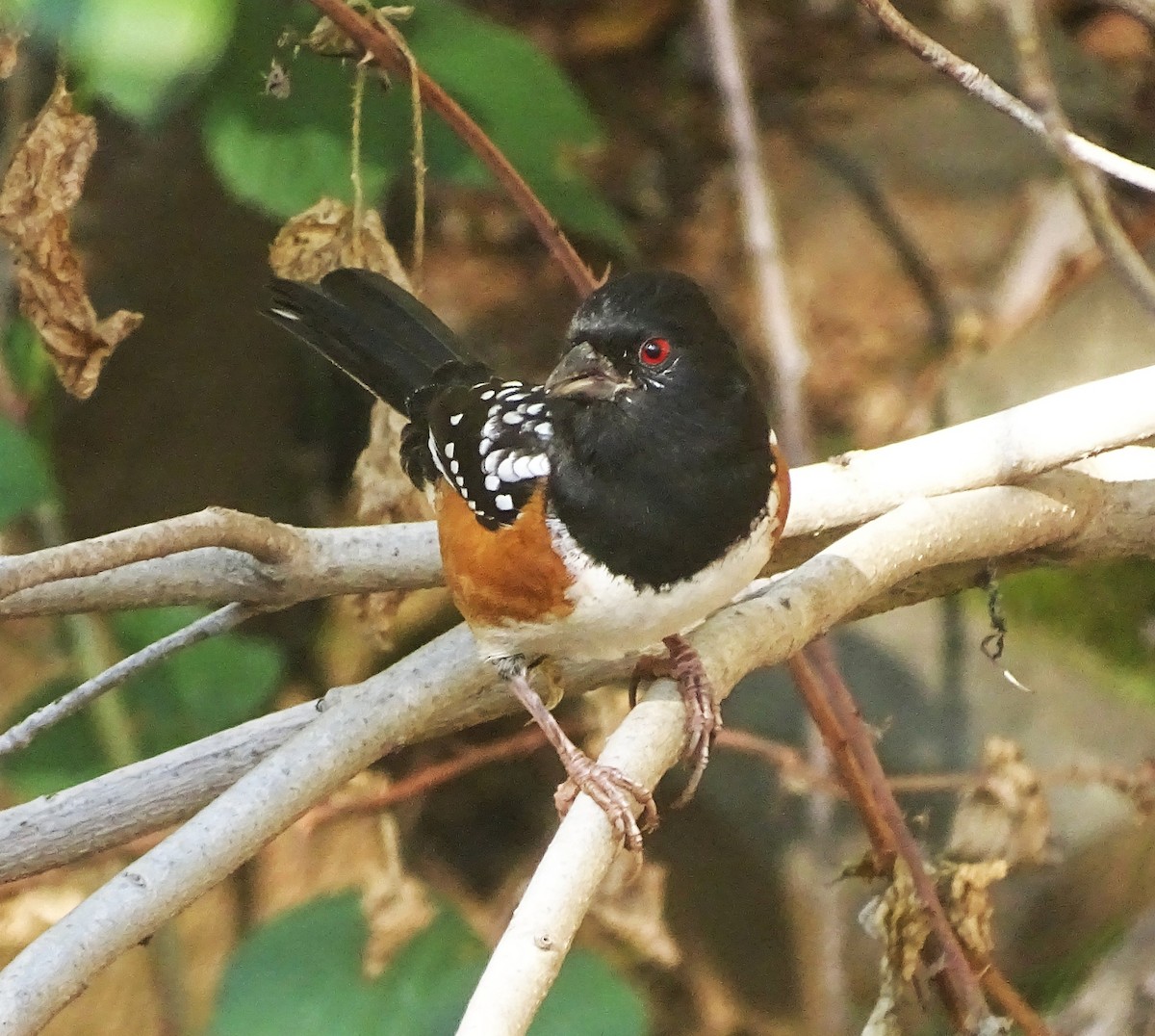 Тауї плямистий - ML644611878