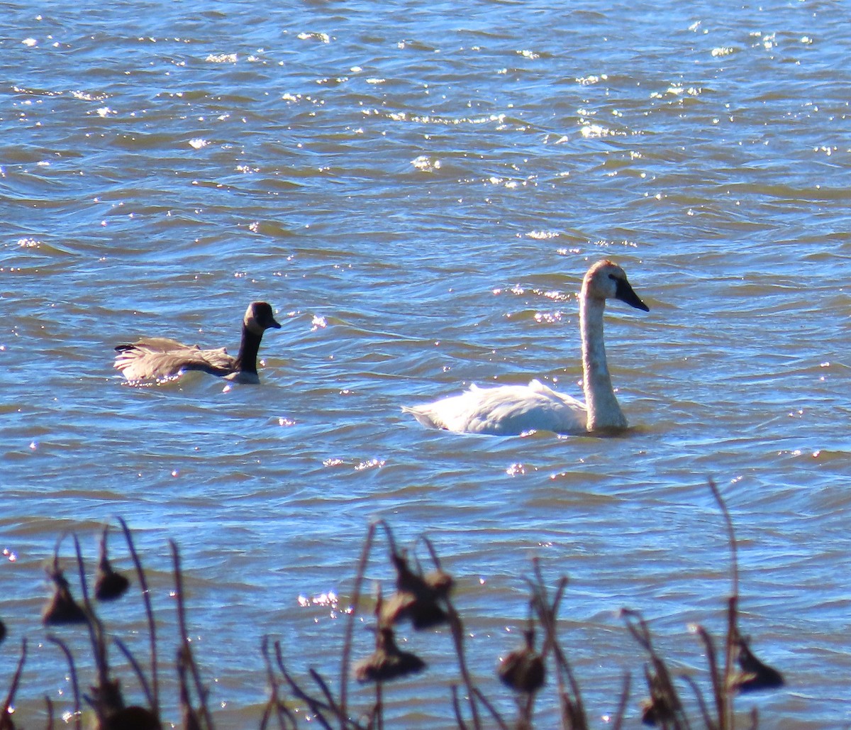 Лебідь чорнодзьобий - ML644611879