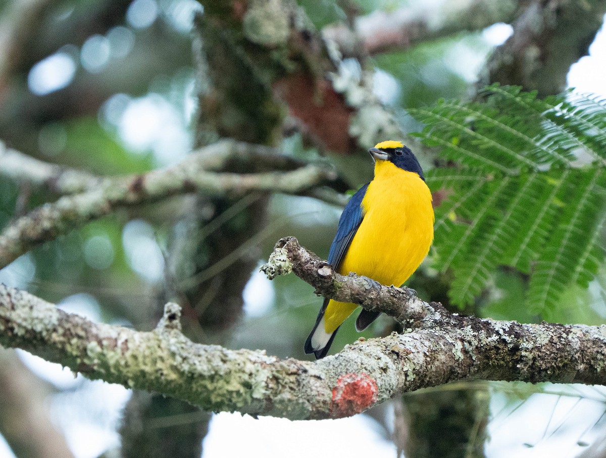 Гутурама західна - ML644611880