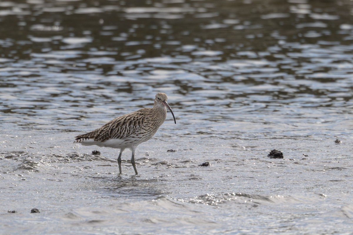 Кульон великий - ML644611883