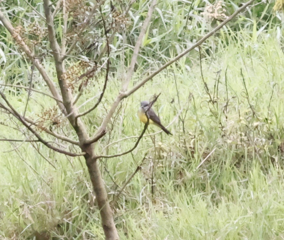 Тиран тропічний - ML644611884