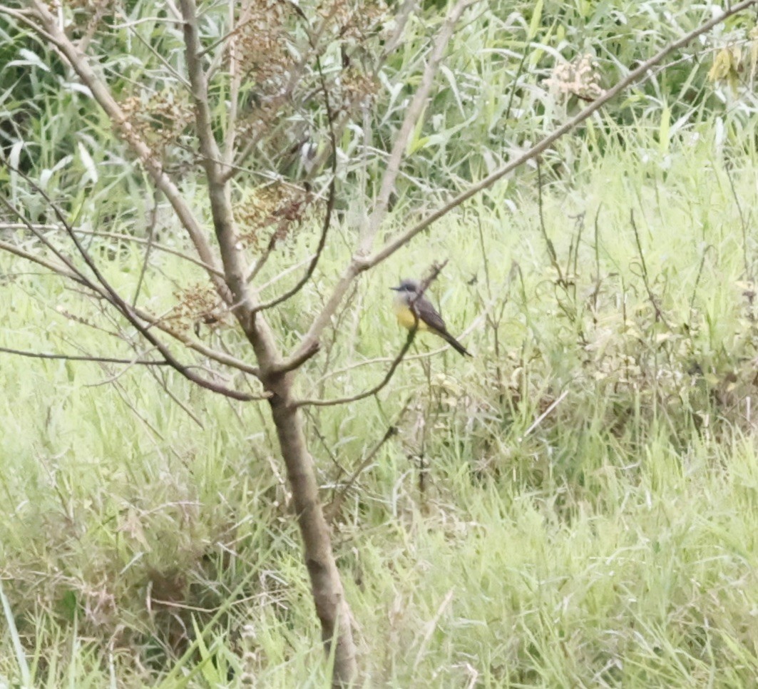 Тиран тропічний - ML644611885