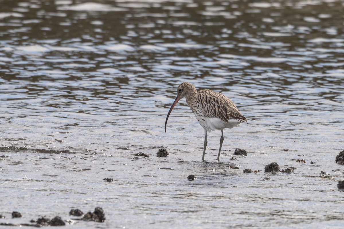 Кульон великий - ML644611887