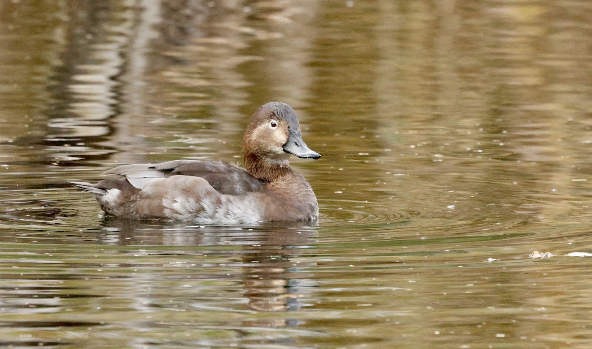 Попелюх звичайний - ML644611888