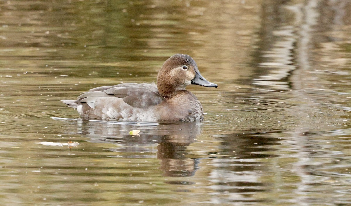 Попелюх звичайний - ML644611889