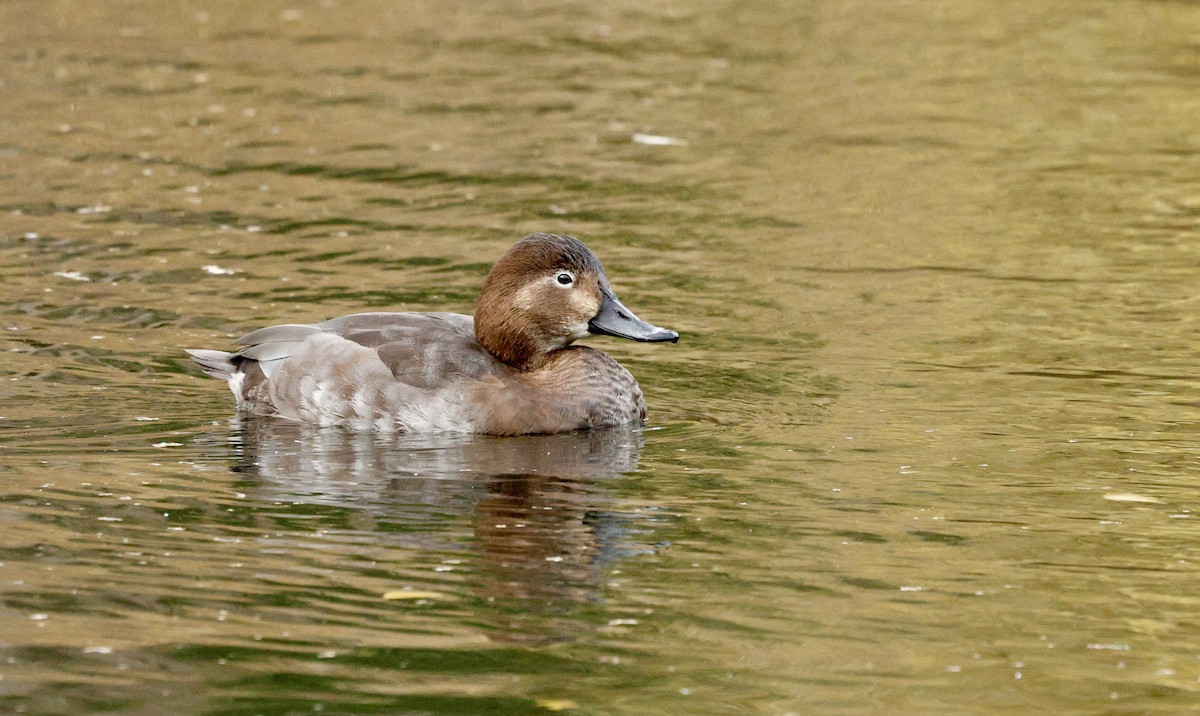 Попелюх звичайний - ML644611890