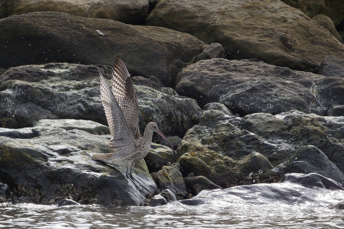 Кульон східний - ML644611891