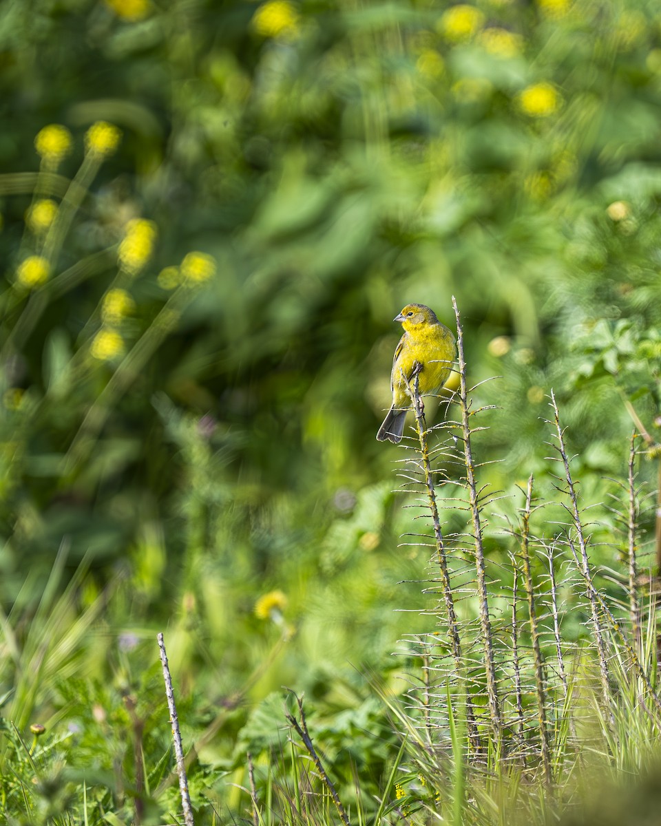 Посвірж короткодзьобий - ML644611894