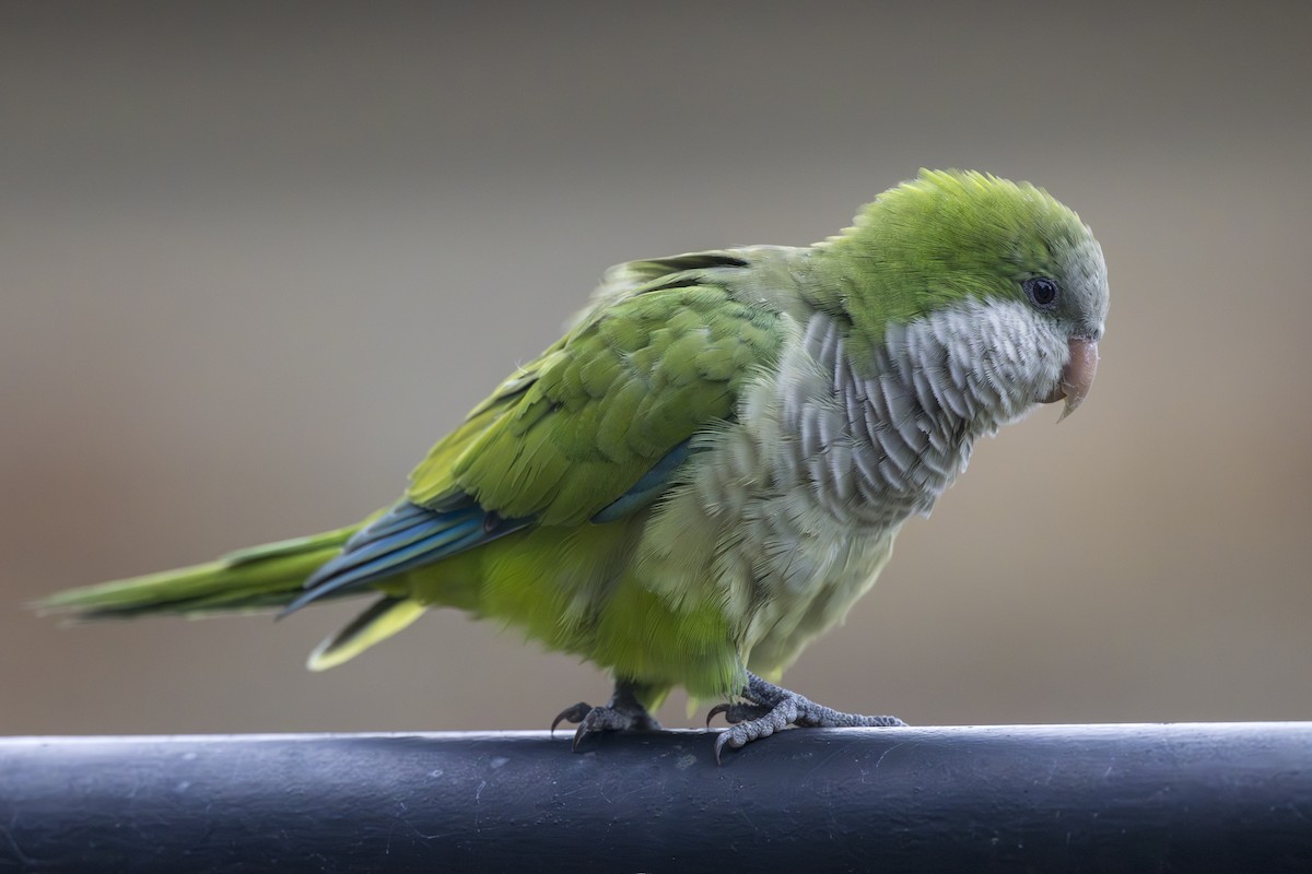 Калита сіроволий - ML644611896