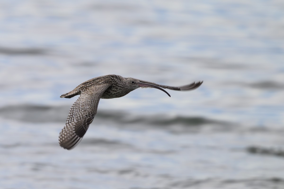 Кульон східний - ML644611897