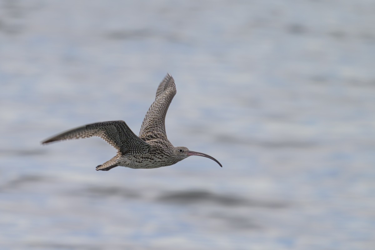 Кульон східний - ML644611898