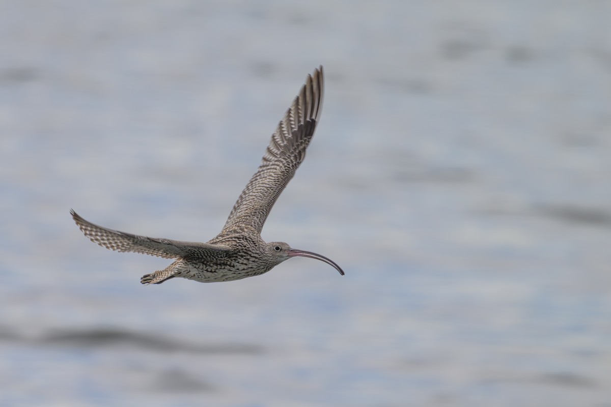 Кульон східний - ML644611899