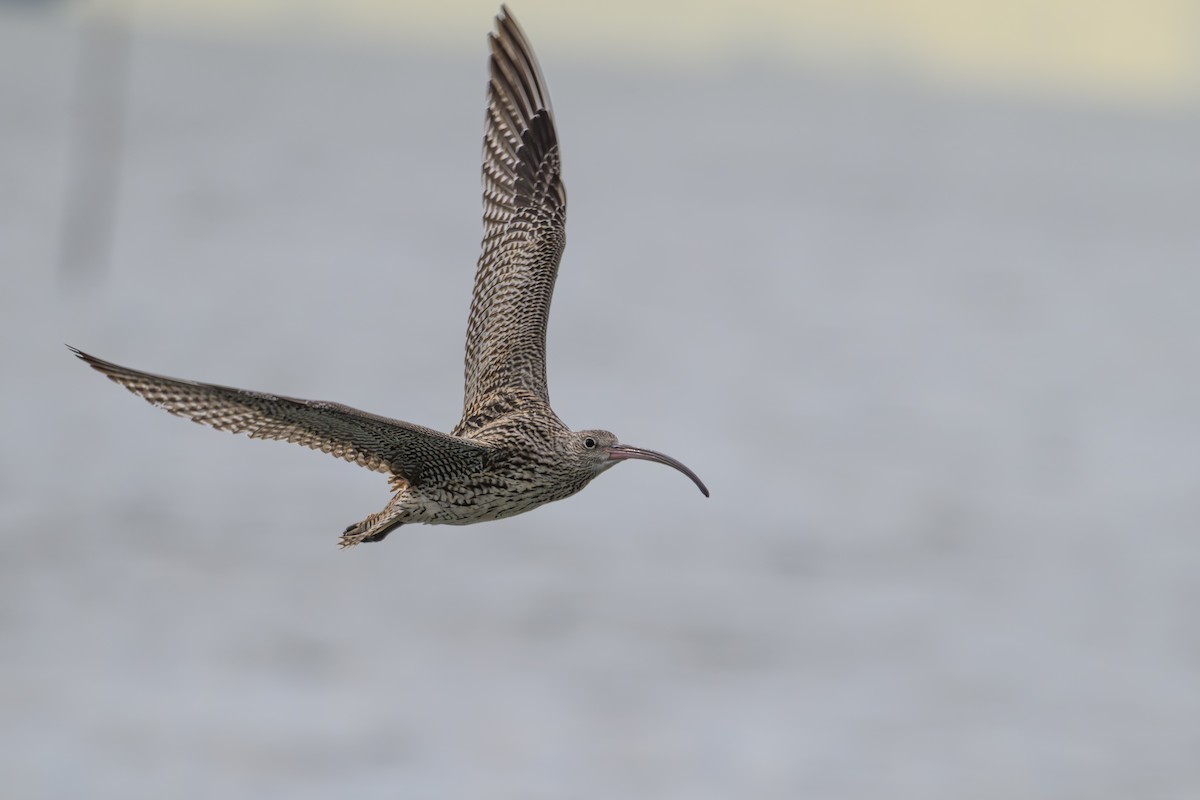 Кульон східний - ML644611900