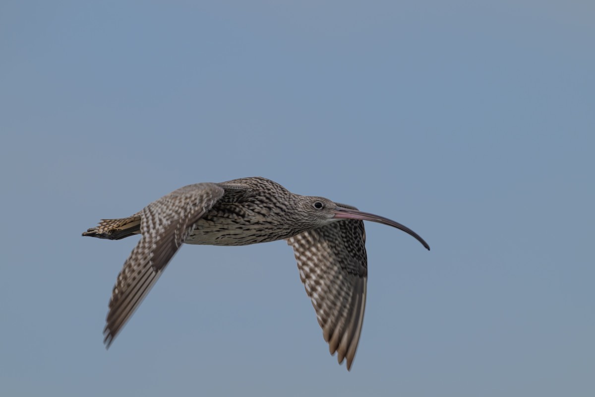 Кульон східний - ML644611901