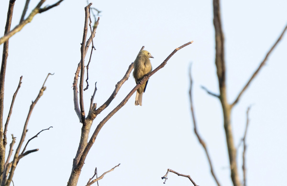 Саяка пальмова - ML644611902