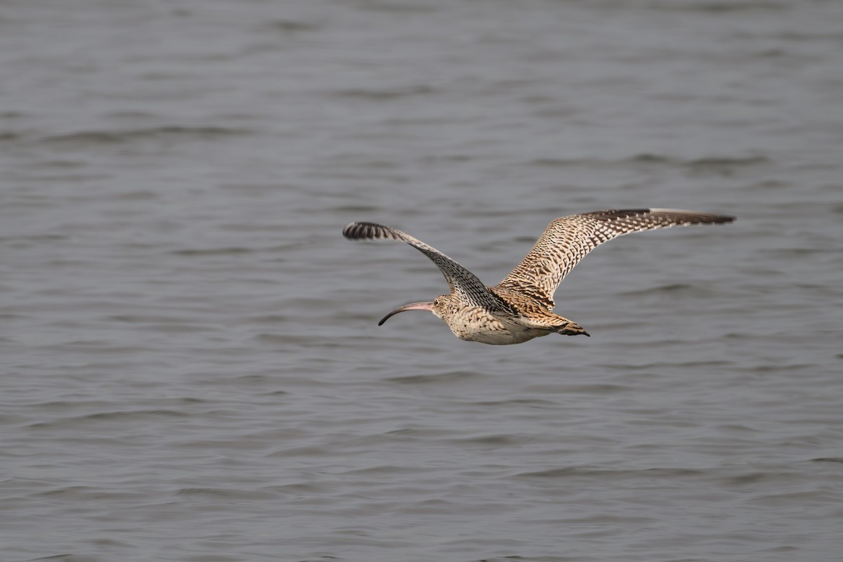 Кульон східний - ML644611903