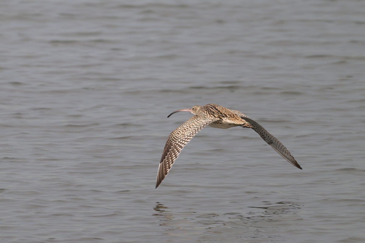 Кульон східний - ML644611904