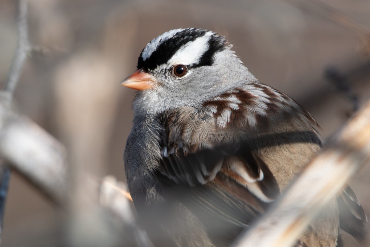 Бруант білобровий - ML644611911