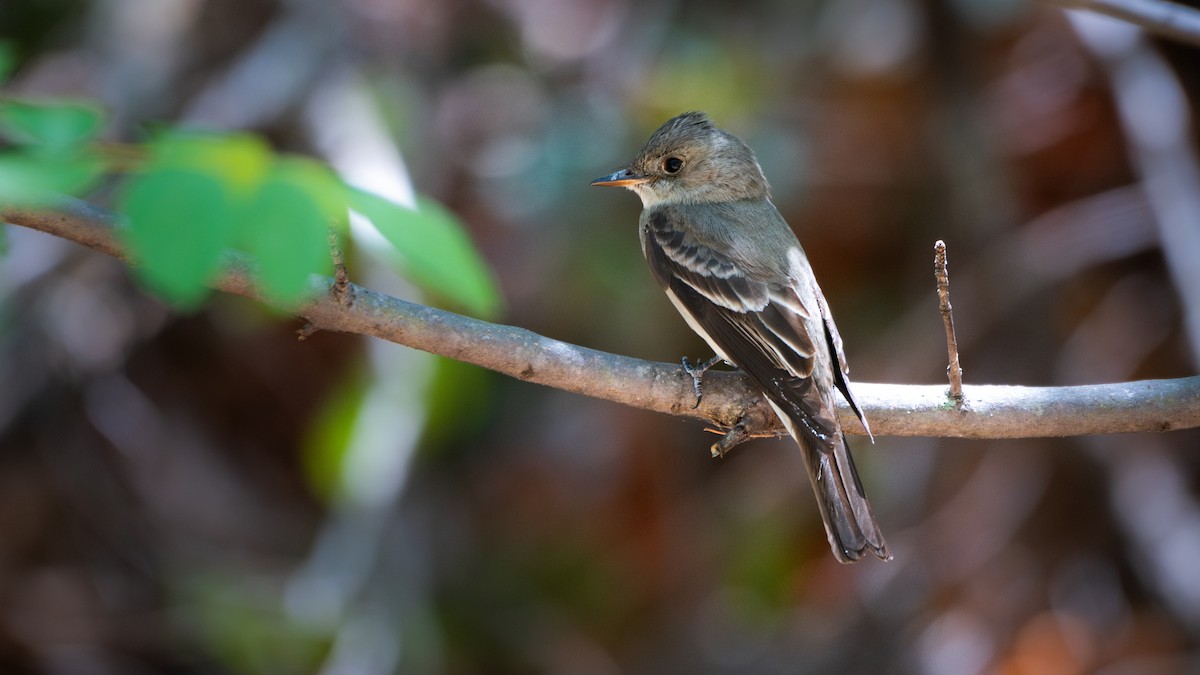 Піві бурий - ML644611914