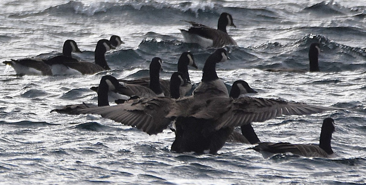 Казарка канадська - ML644611916