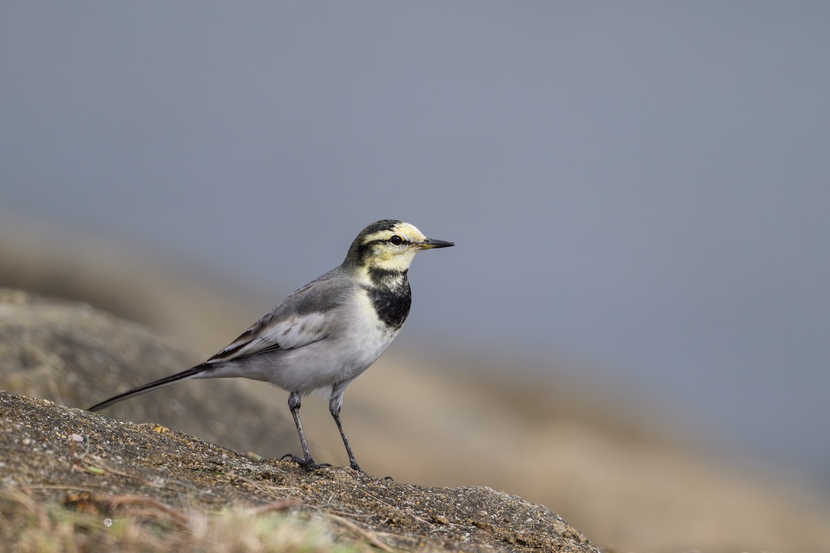 White Wagtail - ML644611926