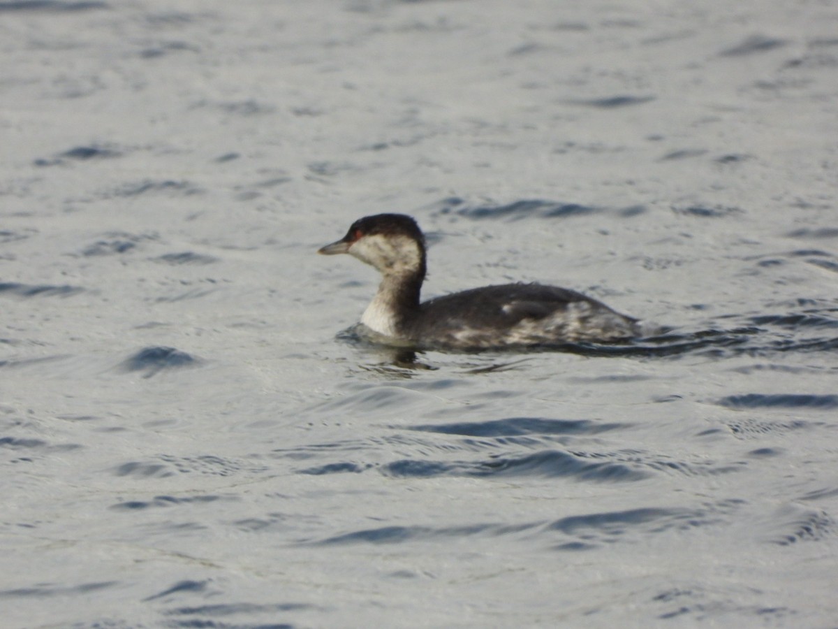 Ухаа шунгуур - ML644611927