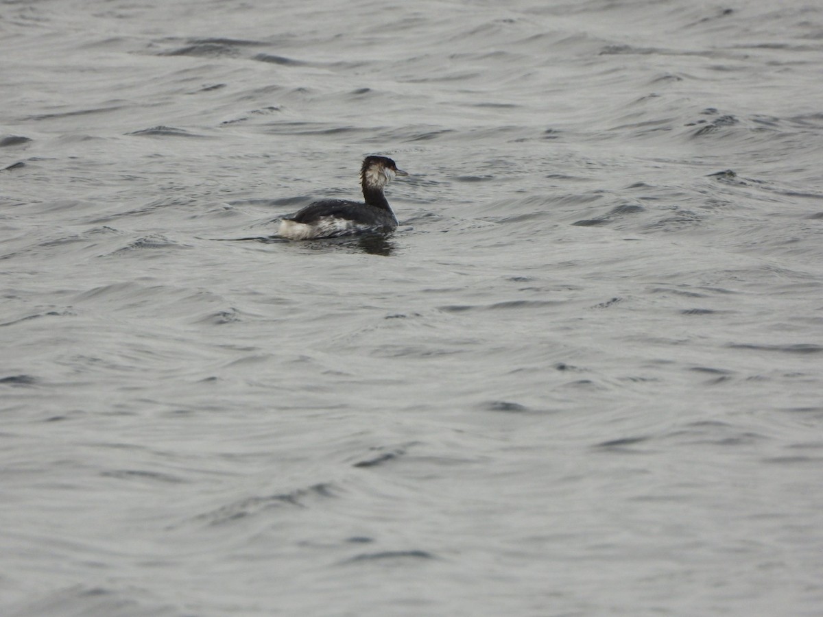 Ухаа шунгуур - ML644611928