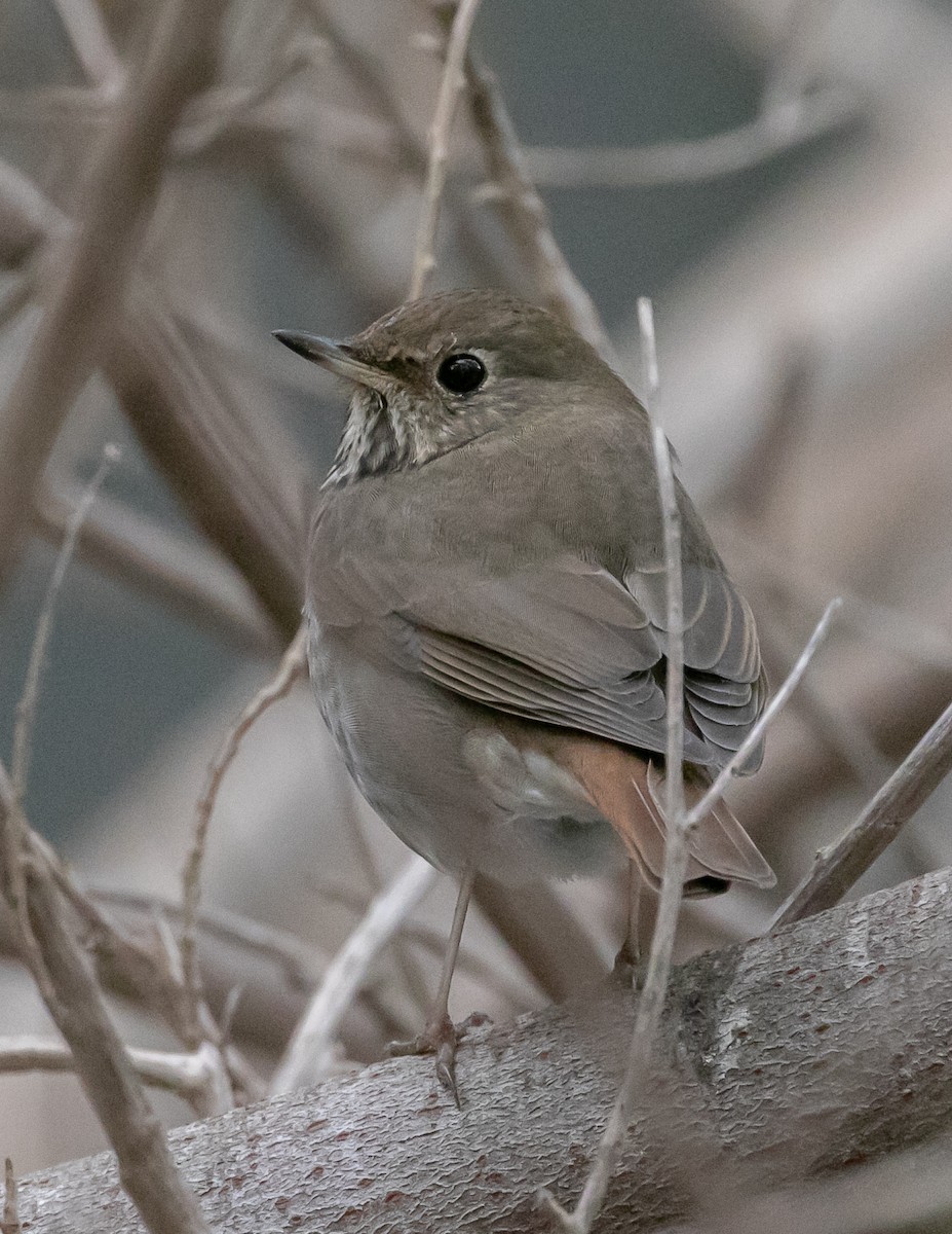 Hermit Thrush - ML644611938