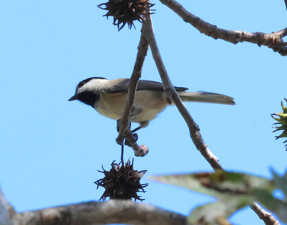 Carolina Chickadee - ML644611942
