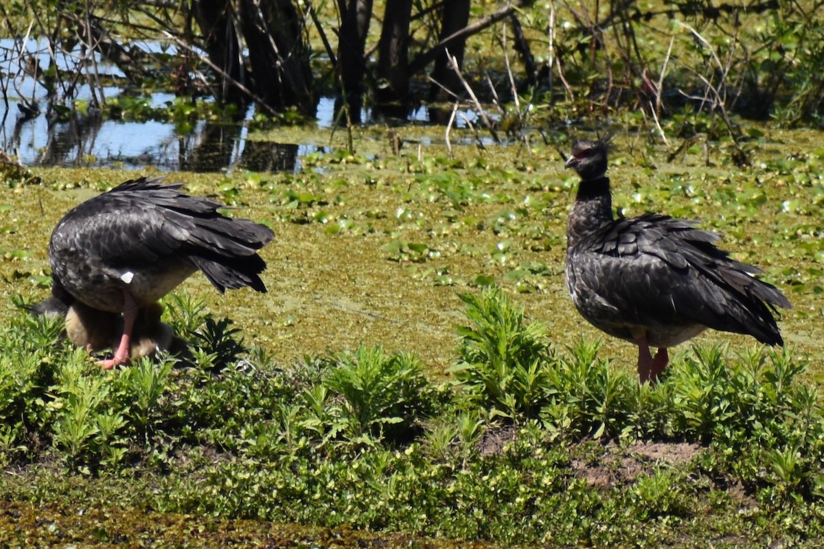 Southern Screamer - ML644611960