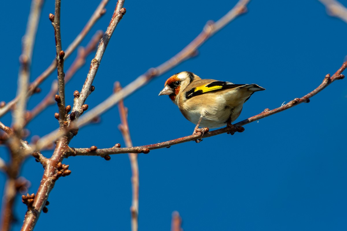 Щиглик звичайний - ML644611975