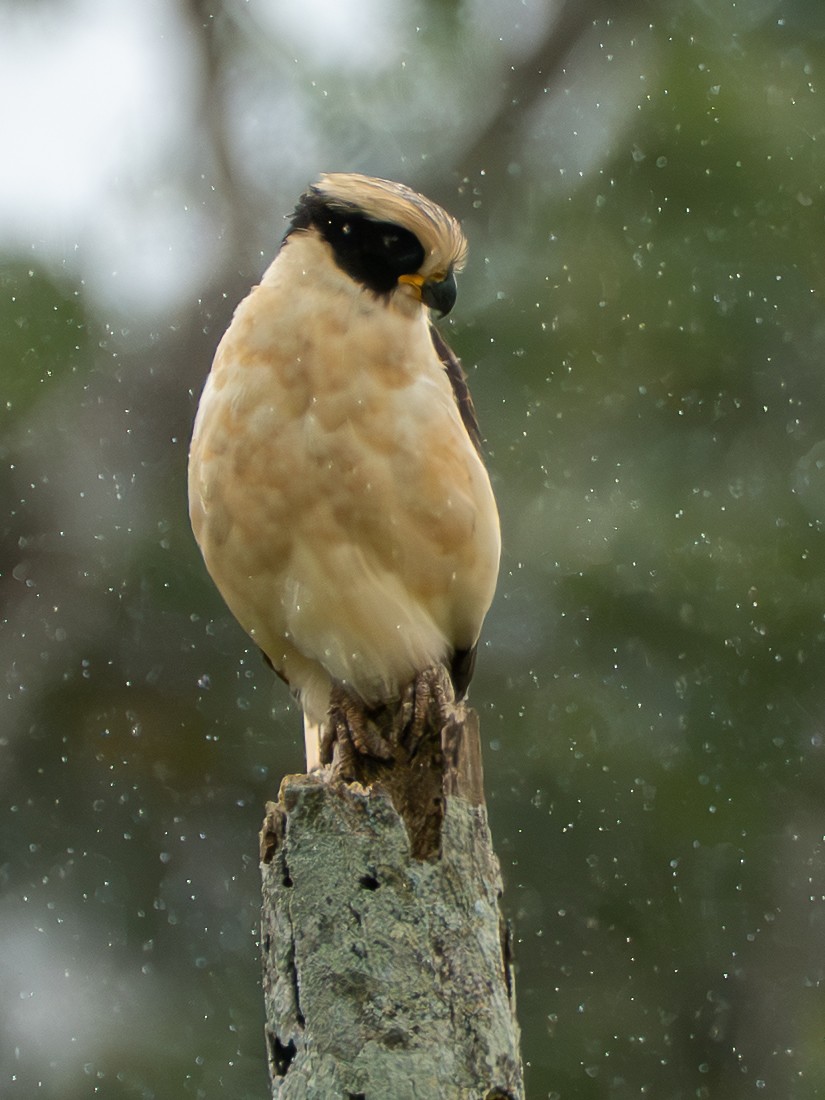 Макагуа - ML644611978