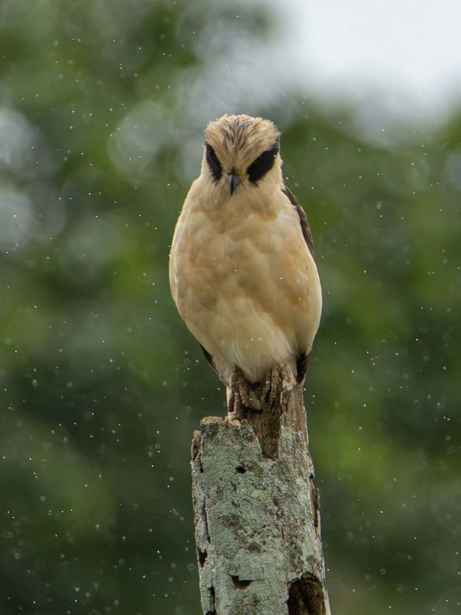 Макагуа - ML644611980