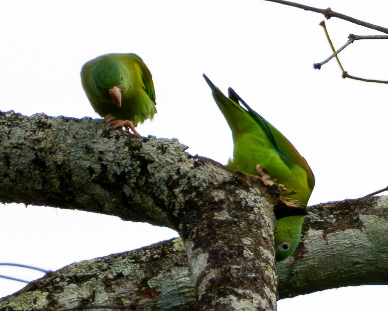 Тіріка буроплечий - ML644611981