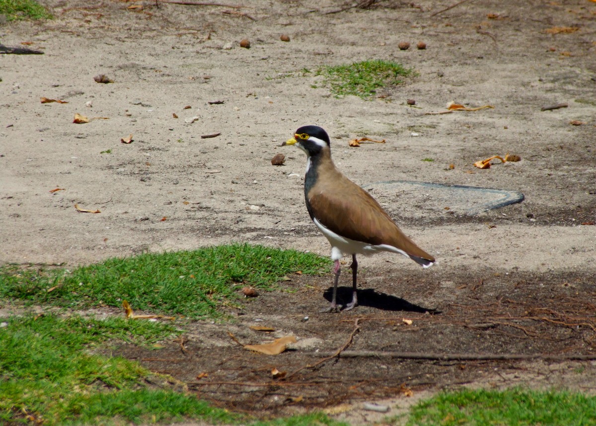 Чайка білогорла - ML644611983