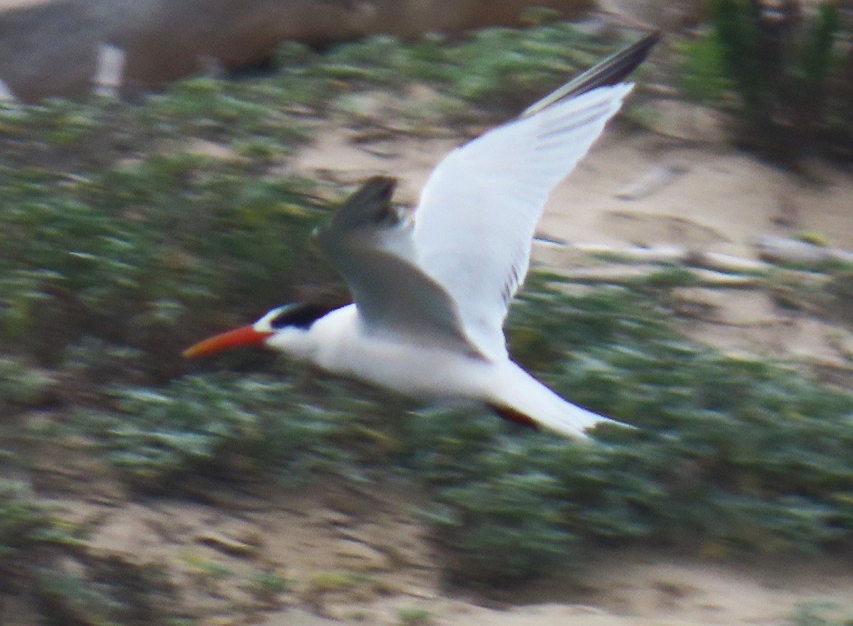 Крячок елегантний - ML644611987