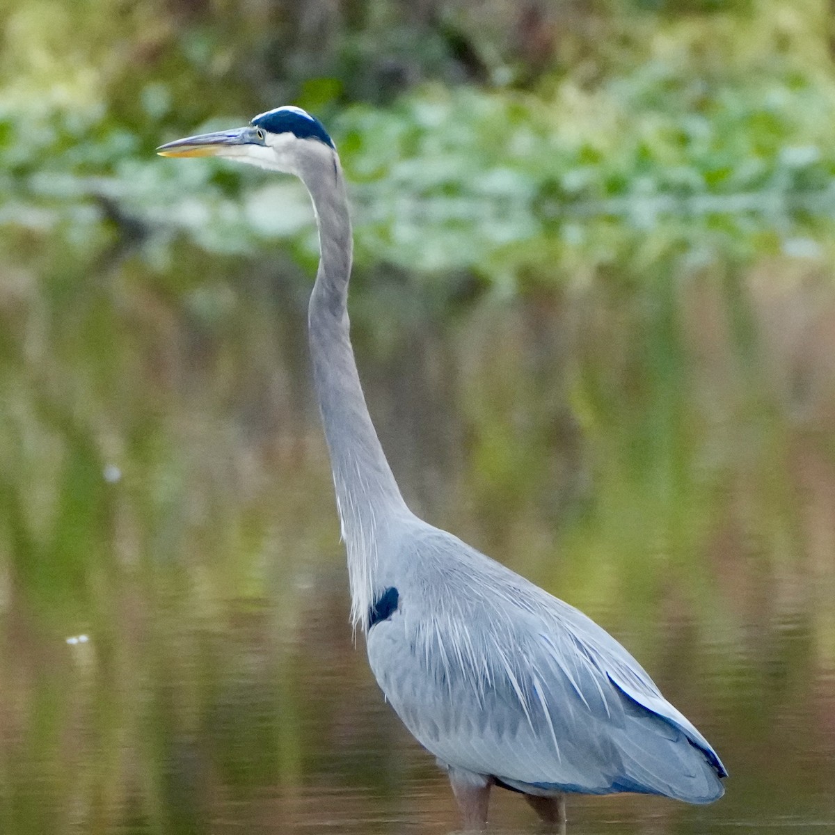 Чапля північна - ML644611989