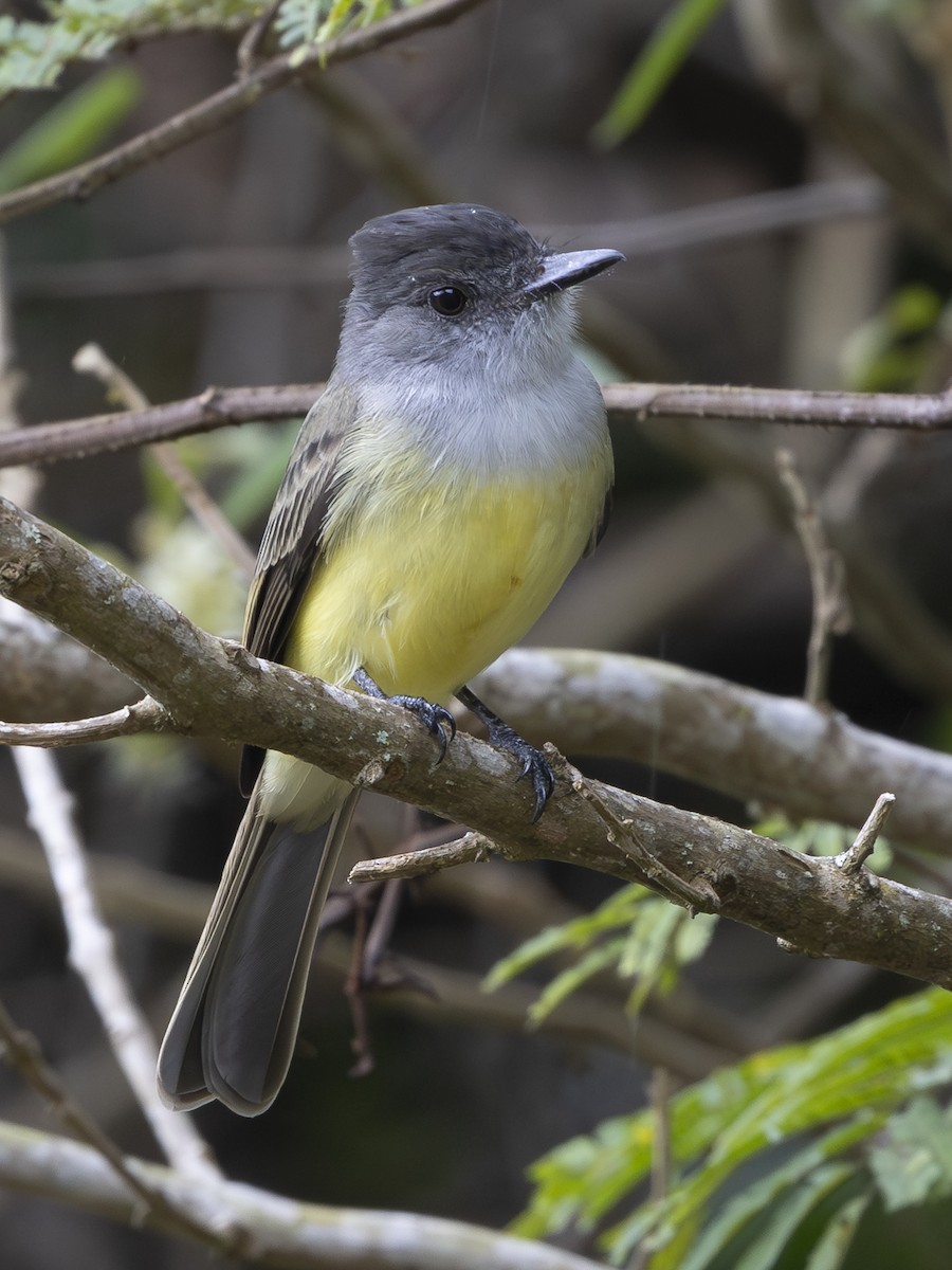 Копетон панамський - ML644611990