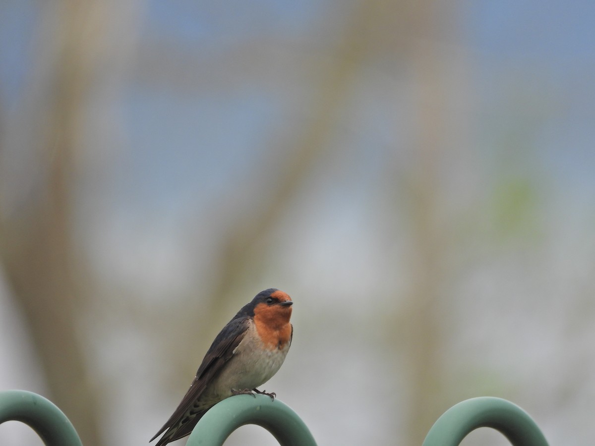 Ластівка австралійська - ML644611991