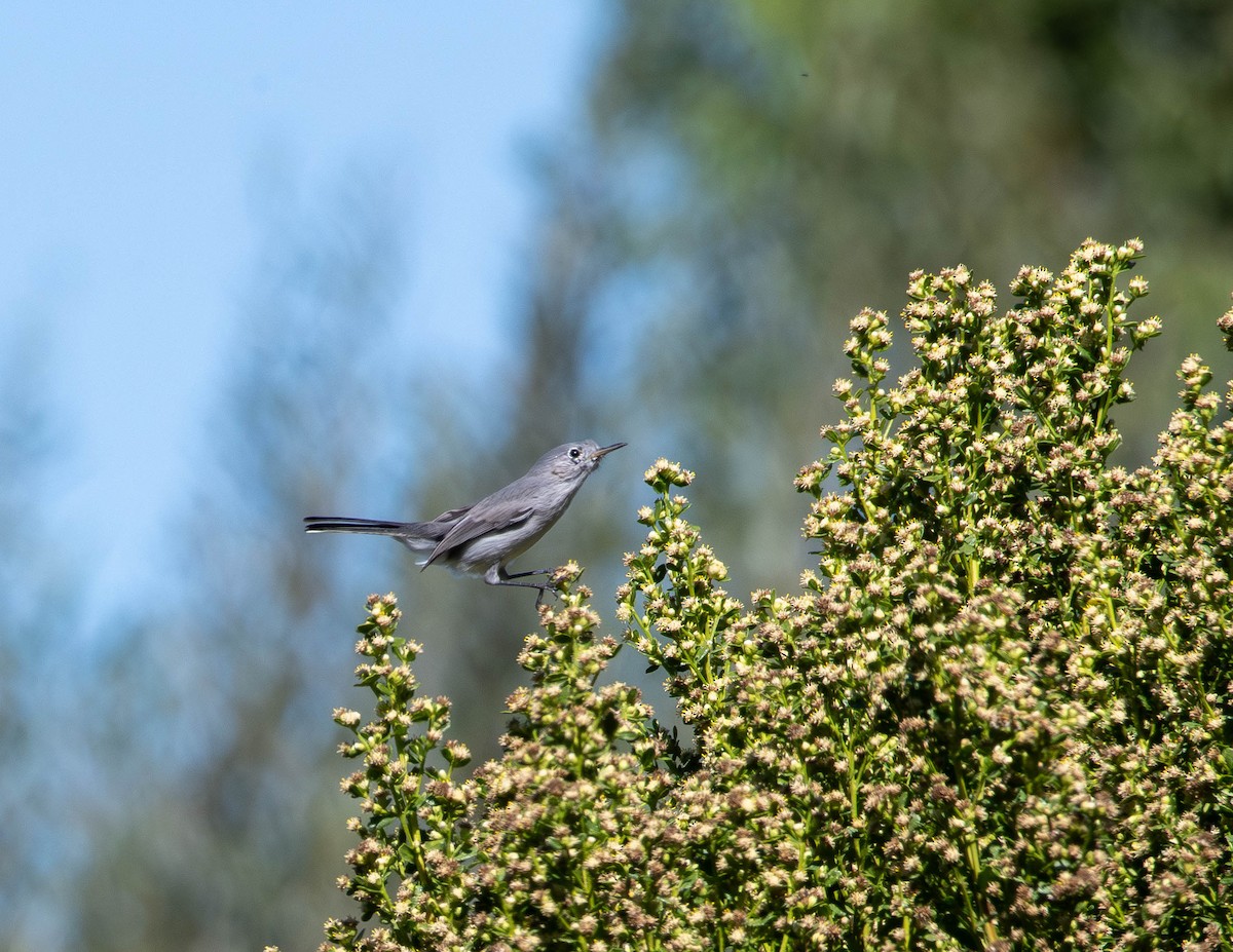 ברחשית כחלחלה - ML644611992