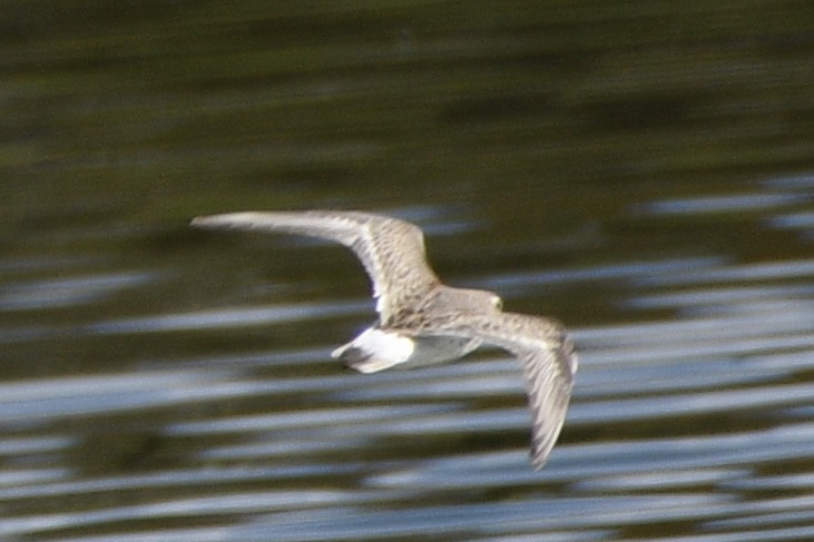 White-rumped Sandpiper - ML644611993