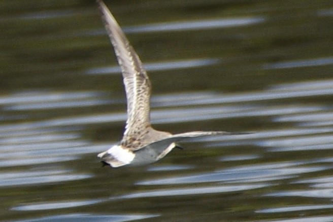 White-rumped Sandpiper - ML644611994