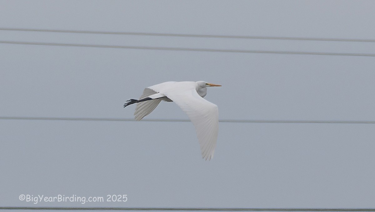 Чапля велика - ML644611995